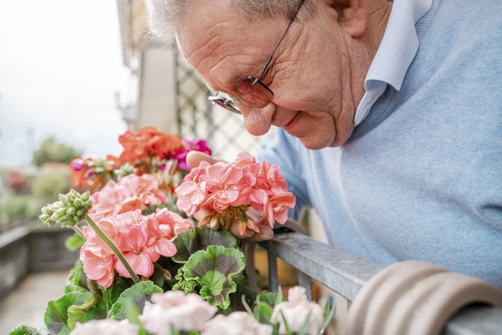 Senior man enjoying the scent of his pink geranium flowers, a peaceful moment of gardening on his balcony